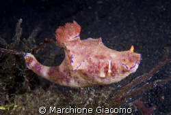 Friends: Nikon D200 , 60 micro, twin strobo
Lembeh strai... by Marchione Giacomo 